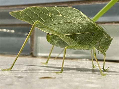 katydid deutsch|katydid 